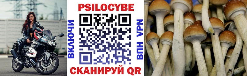 Галлюциногенные грибы Psilocybine cubensis Купить Карачаевск
